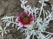 thm004_Pict0168.jpg