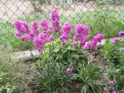 thm006_Pict0170.jpg
