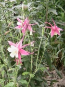 thm007_Pict0171.jpg