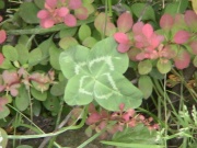 thm008_Pict0173.jpg