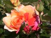 thm018_Pict0206.jpg
