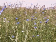 thm021_Pict0218.jpg
